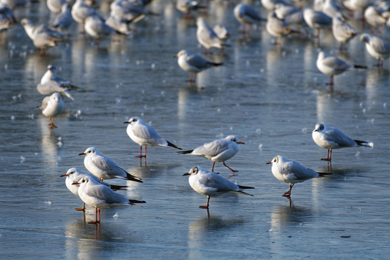 Gulls standing on frozen lake water